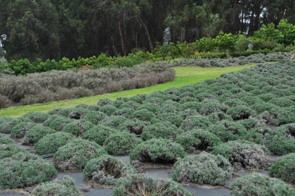 Uma plantação de lavanda nas encostas do vulcão Haleakala, em Maui, no Havaí